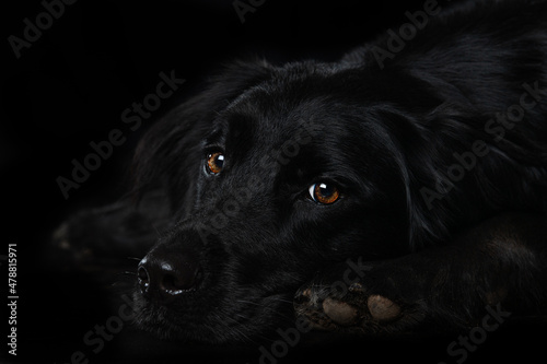 Fototapeta Naklejka Na Ścianę i Meble -  Black dog on black background