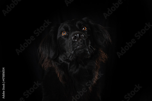Black cross breed dog on black background looking up