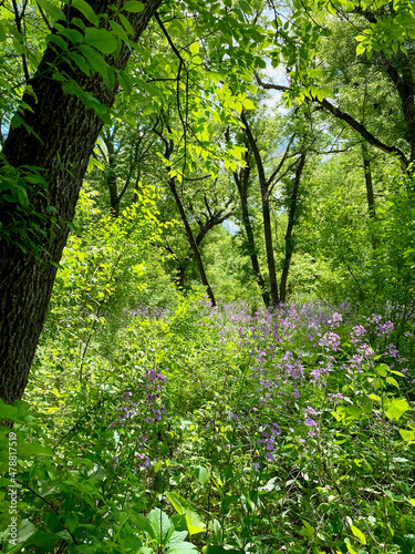 Flandrau State Park in New Ulm  Minnesota. 1 000 acres of grasslands  marshes  and wooded areas along the Big Cottonwood River. Hesperis matronalis  Dame s Rocket  bright green foliage along trails.