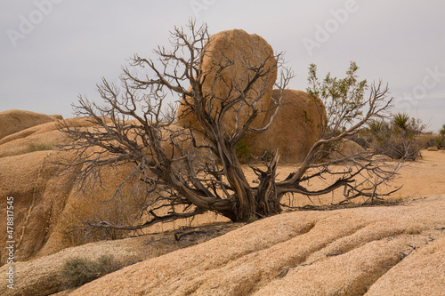 Lone dead tree in rock formations in Joshua Tree National Park in California
