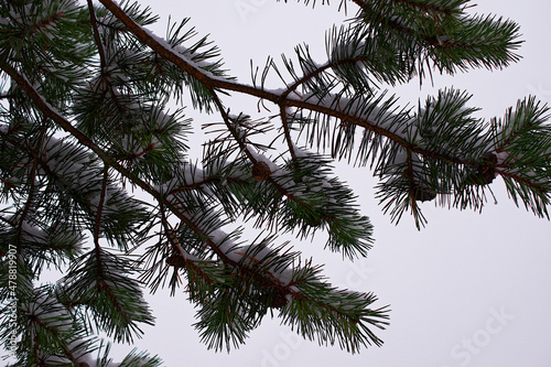 Spruce branch with cones  bottom view.