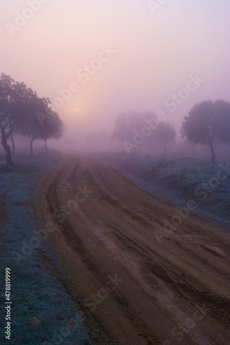 krajobraz droga polna drzewa mgła widok 