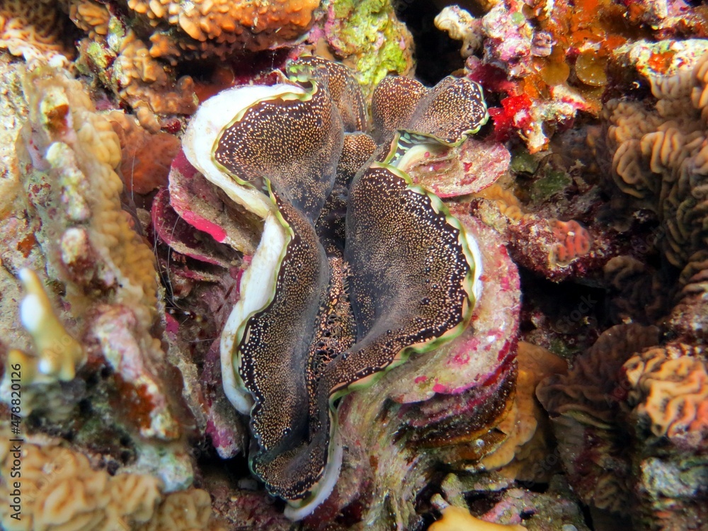 Giant clam of the red sea Egypt while scuba diving at blue hole dive ...