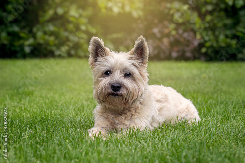 Konstfotografi Cairn terrier Dog In Garden