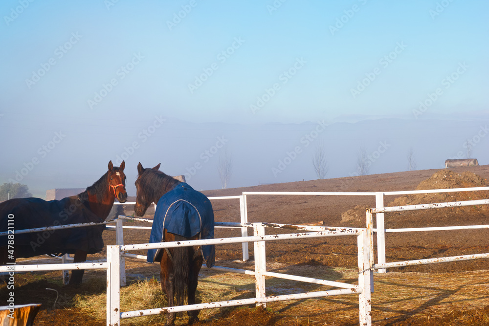 konie zwierzęta mgła widok niebo błękit - obrazy, fototapety, plakaty 