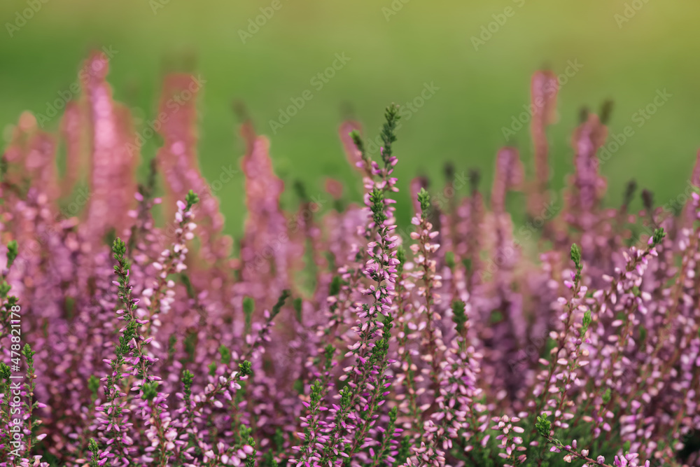 Obraz premium Heather shrub with beautiful flowers outdoors on spring day