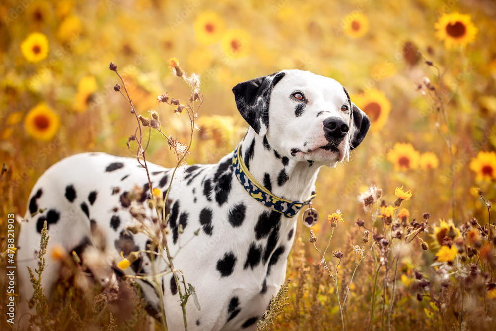 Dalmatian Dog In Yellow Flowers Sunflowers Dalmatian Dog In Yellow Flowers Sunflowers