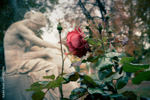 Red rose, white sculpture 