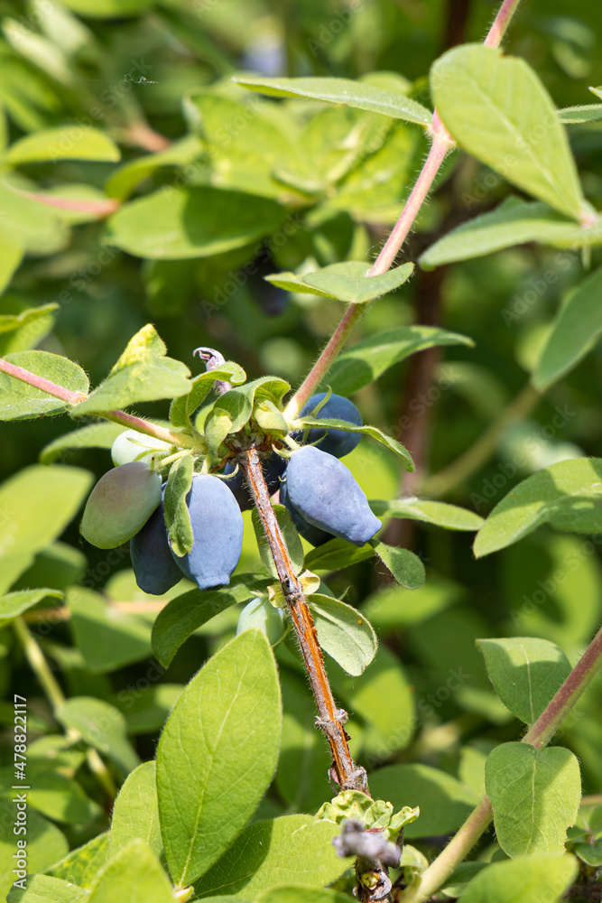 Wild honeysuckle branches with green fresh leaves and blue berries are on a blurred background in a garden in summer. Vertical Wild honeysuckle branches with green fresh leaves and blue berries are on a blurred background in a garden in summer. Vertical