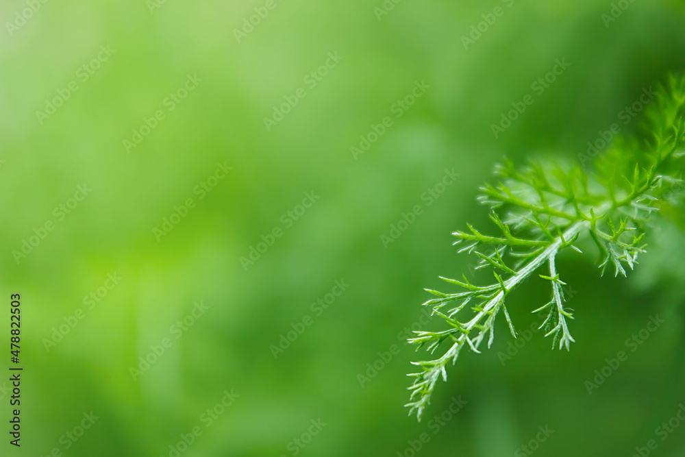 green background with a branch of a plant and a place for text and inscriptions. basis for creativity