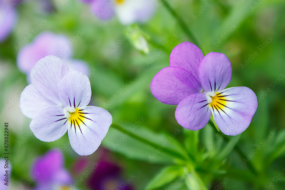 purple violet with buds blooms on a sunny meadow. flower closeup Gardening, plantations and farms. purple violet with buds blooms on a sunny meadow. flower closeup Gardening, plantations and farms.