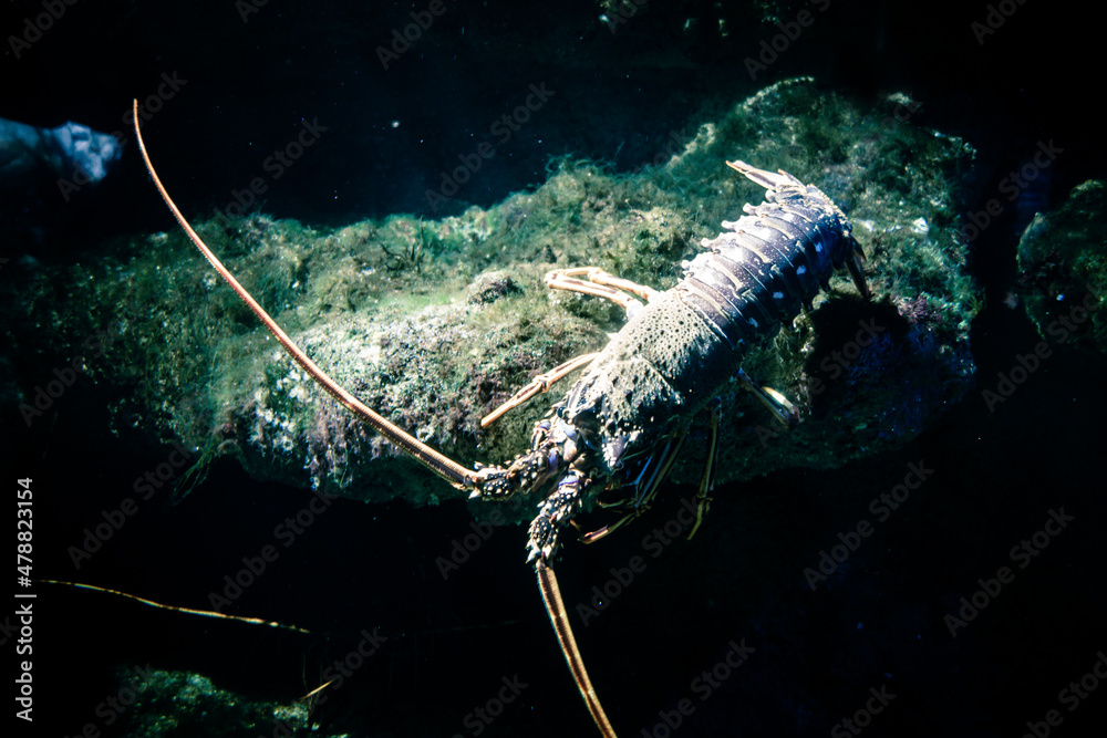 Lobster on the seabed