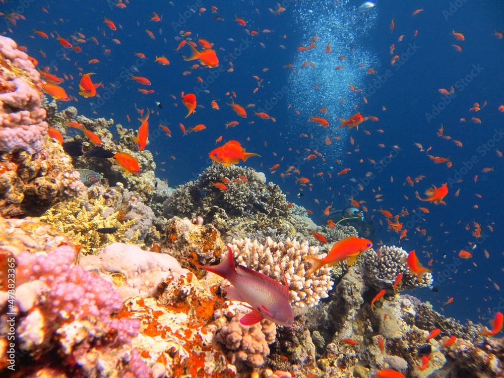 red sea coral reef at blue hole Egypt