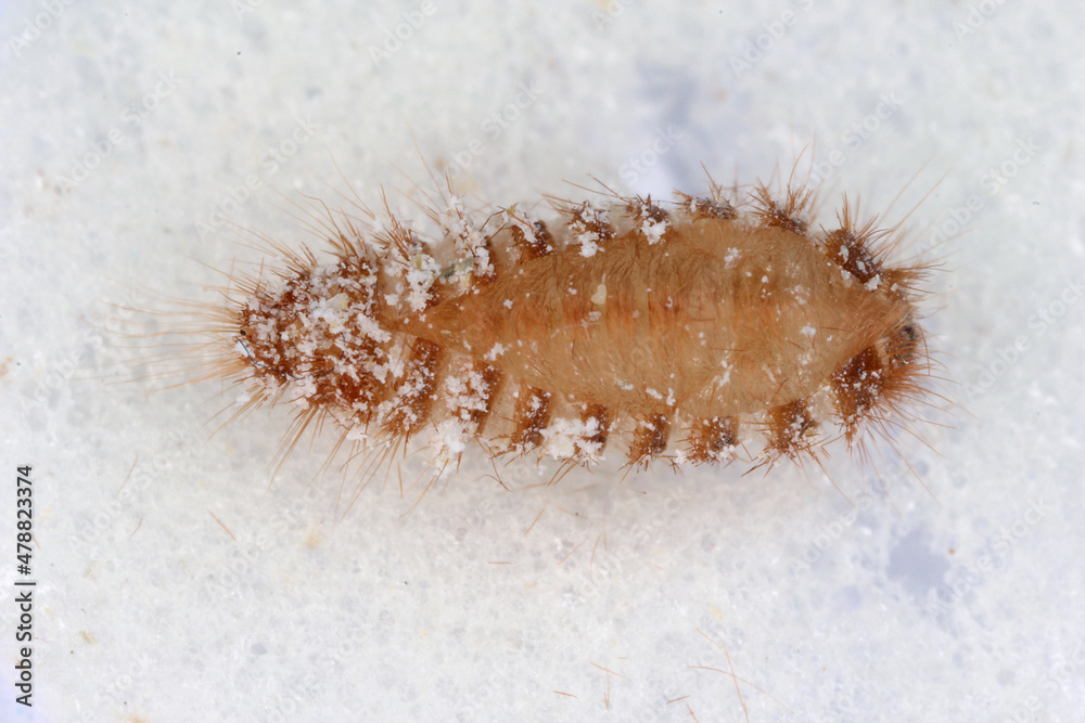 Pupa of Khapra beetle Trogoderma granarium Dermestidae family pest of stored grain Pupa of Khapra beetle Trogoderma granarium Dermestidae family pest of stored grain