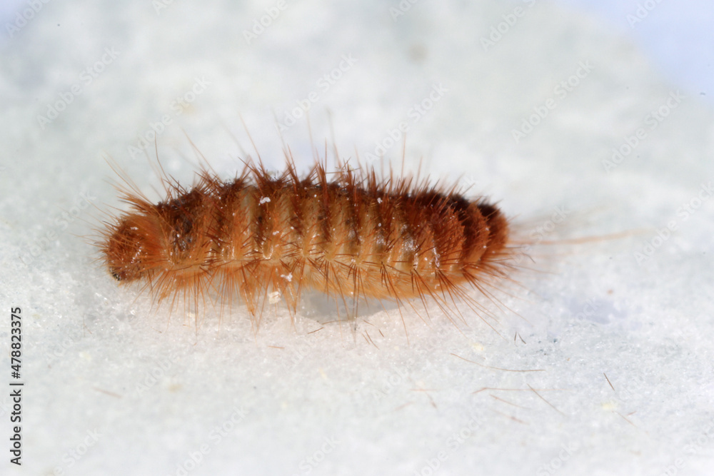 Larva of Khapra beetle Trogoderma granarium Dermestidae family pest of stored grain