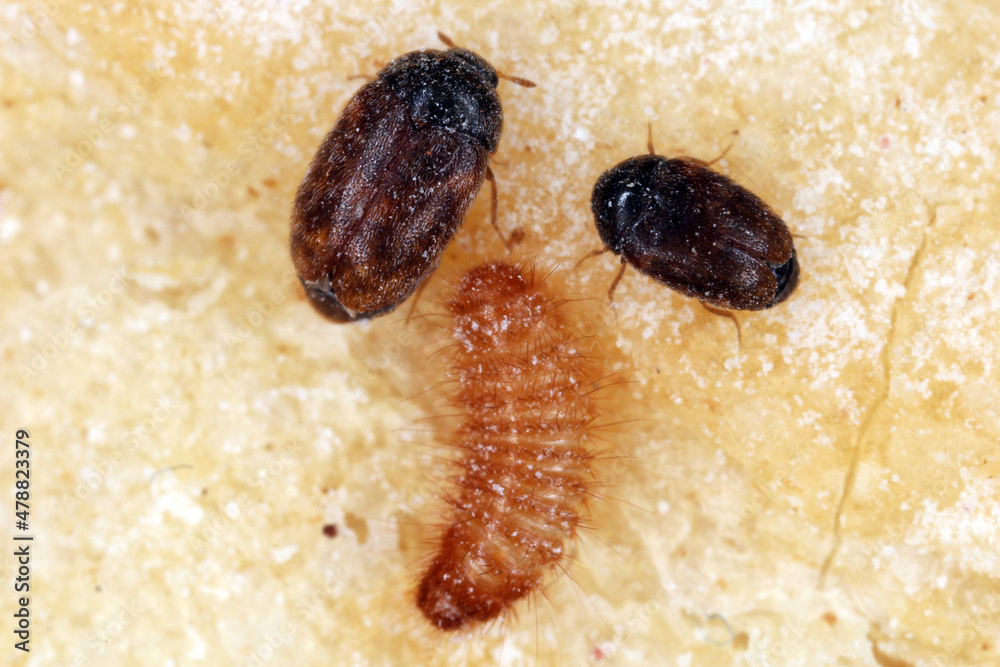 Khapra beetle Trogoderma granarium Dermestidae family pest of