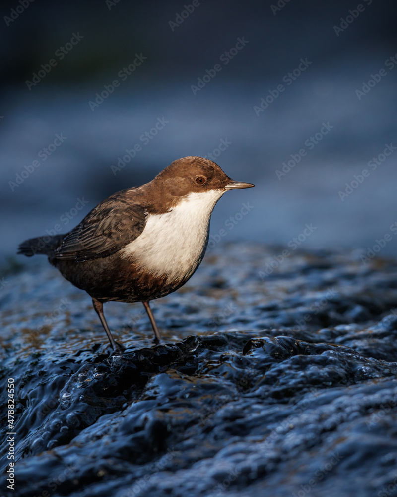 White-throated dipper standing in the stream White-throated dipper standing in the stream