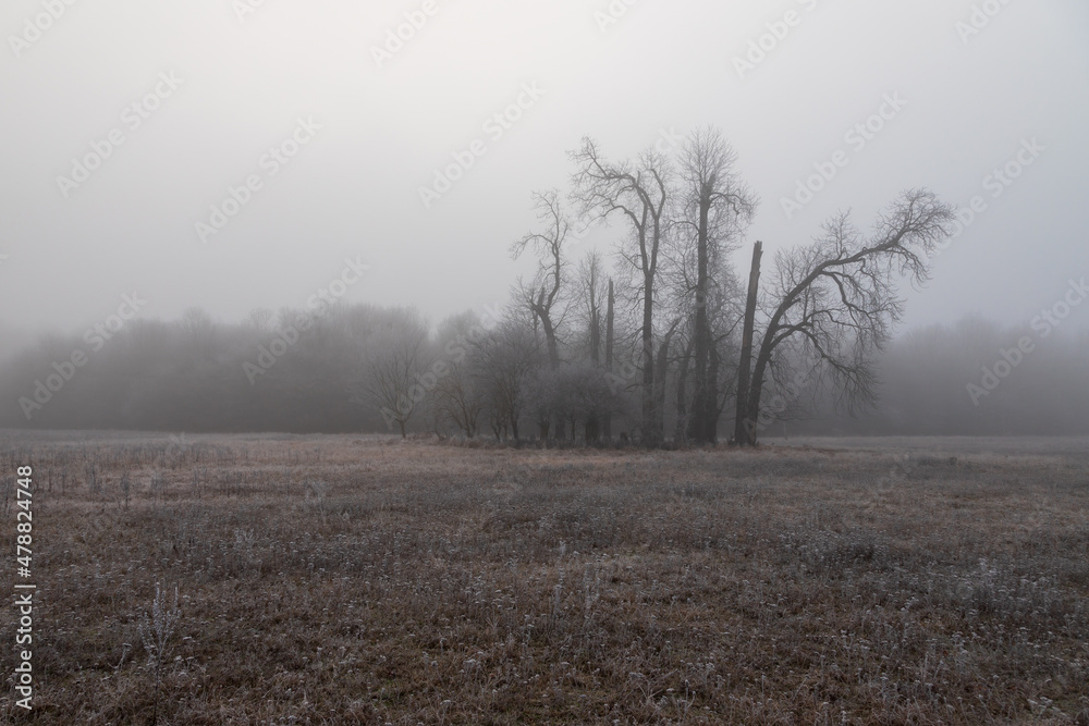 Winter landscape with fog. There are old solitary trees in the meadow. Winter landscape with fog. There are old solitary trees in the meadow.