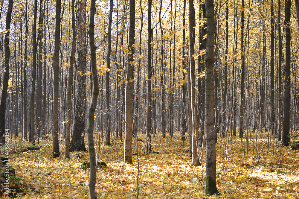 Fototapeta premium calm autumn park with fallen leaves