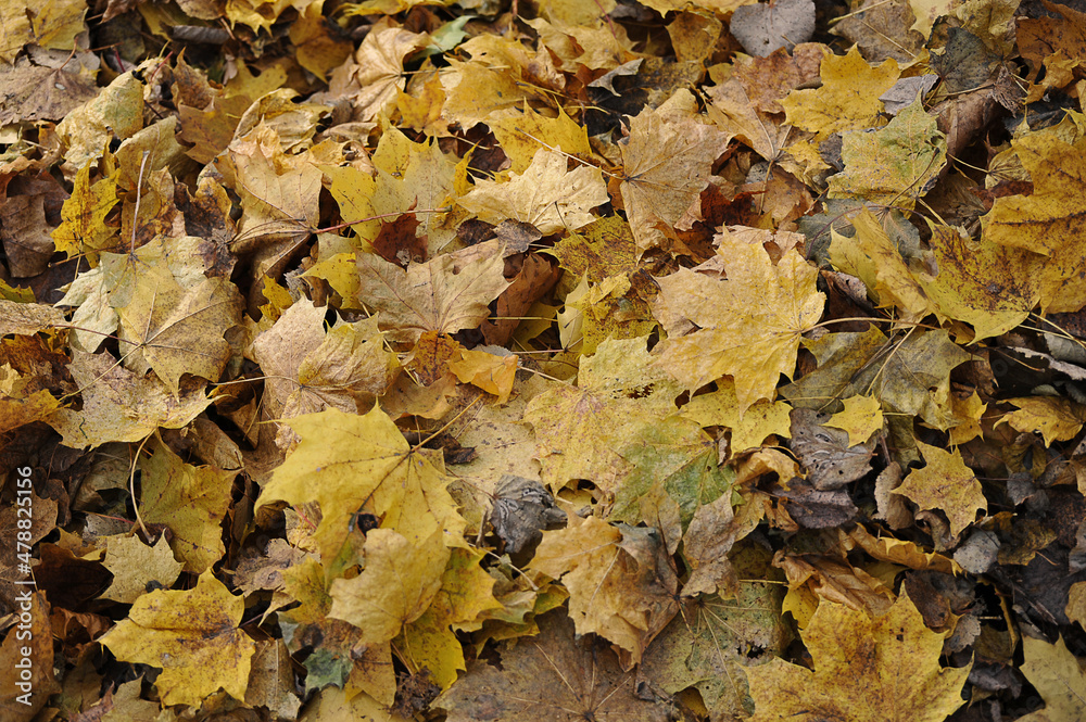 autumn fallen leaves - leaf fall