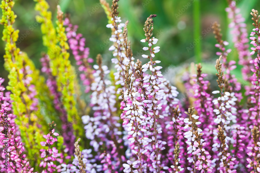 Colorful heather flowers, macro photo. Calluna vulgaris Colorful heather flowers, macro photo. Calluna vulgaris