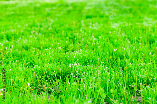 Trimmed lawn on a summer sunny day. Fresh green grass