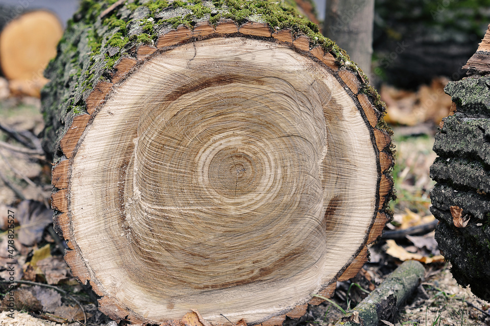 felled fallen tree with traces of a chainsaw
