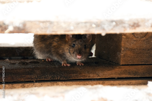 the rat is hiding under the boards and looking for food