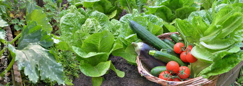 leaf of lettuce and zucchini plants with a basket full of fresh vegetables in...