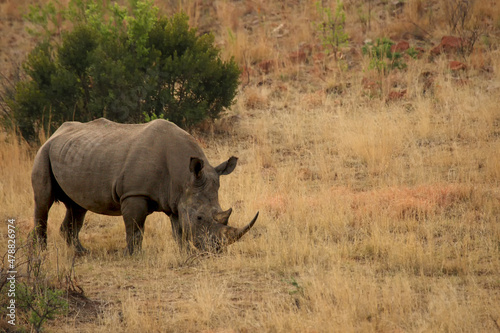 A white rhinoceros  rhino   Ceratotherium simum   staying in grassland with green trees in background in Pilanesberg game reserve.