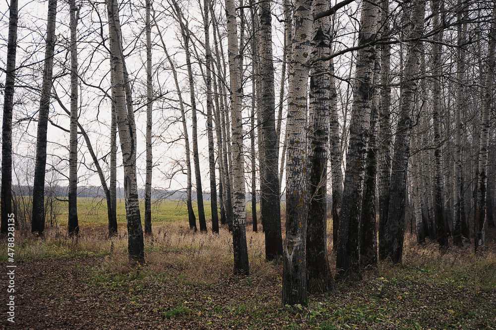 Obraz premium autumn trunk of poplars - autumn landscape