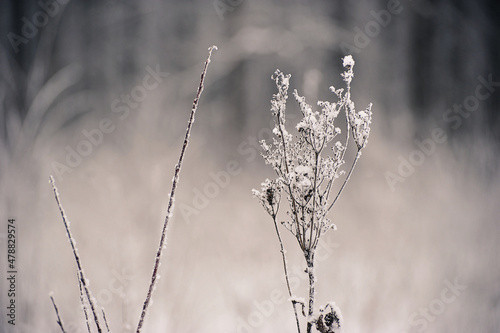 grass branches after a snowfall - in snow and frost