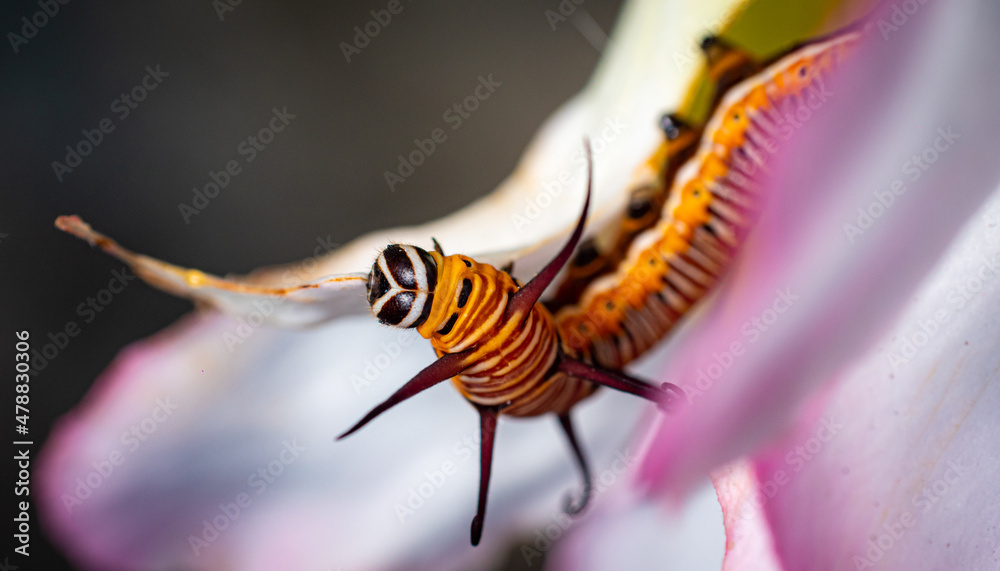 The caterpillar or Larva is about to eat the leaves. The caterpillars eat the leaves of adenium. during the rainy season.