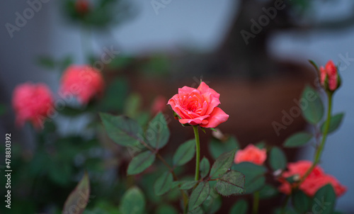 close up Small rose named D...