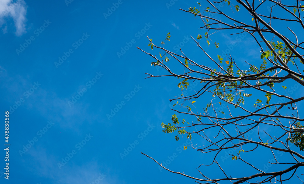 Obraz premium Branches of trees with fallen leaves and a few new leaves. The background is a bright blue sky with white clouds on a clear day.