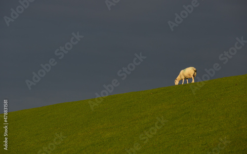 sheep grazing in sunlight with stormy background