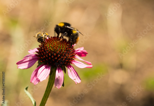 bumblebee on a flower