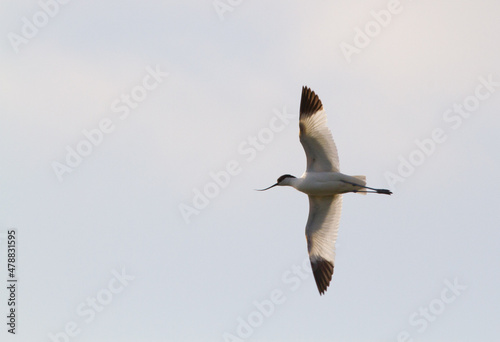 pied avocet in flight (Recurvirostra avosetta)