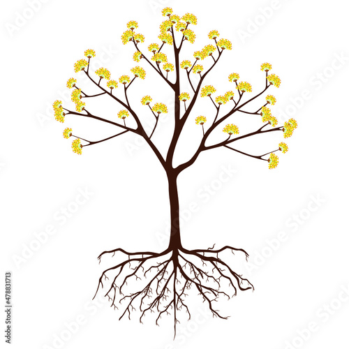 Dogwood tree with flowers and roots on a white background.