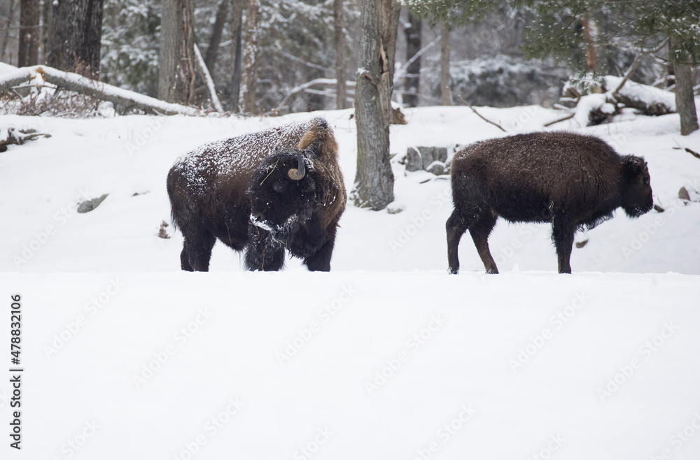 American bison or simply bison (Bison bison) in winter American bison or simply bison (Bison bison) in winter