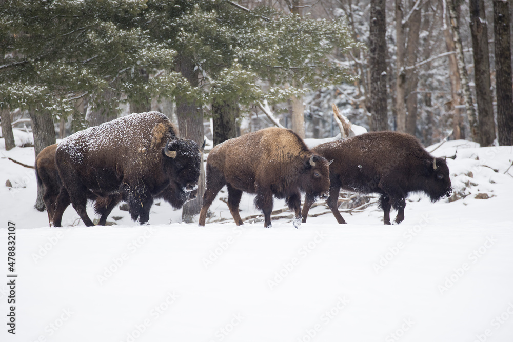 American bison or simply bison (Bison bison) in winter American bison or simply bison (Bison bison) in winter