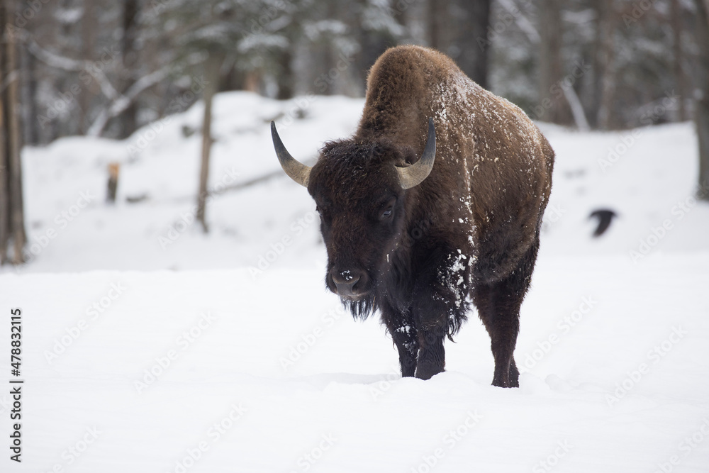 American bison or simply bison (Bison bison) in winter American bison or simply bison (Bison bison) in winter