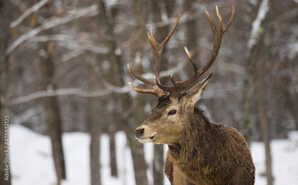 red deer (Cervus elaphus) in winter red deer (Cervus elaphus) in winter
