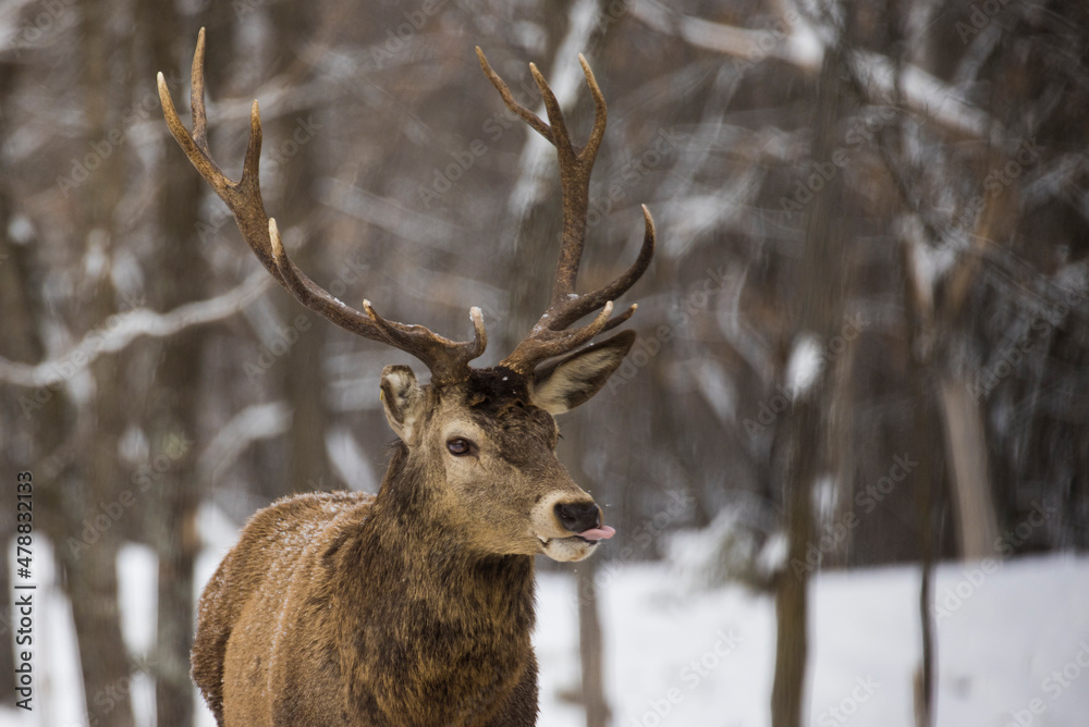 red deer (Cervus elaphus) in winter red deer (Cervus elaphus) in winter