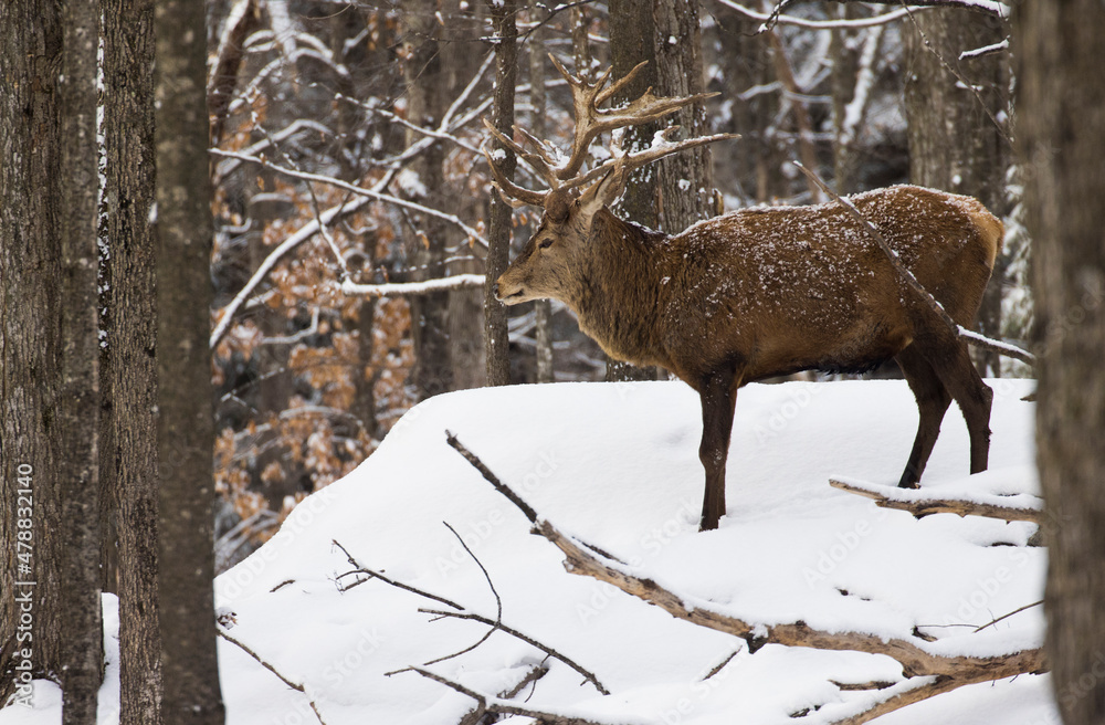 red deer (Cervus elaphus) in winter