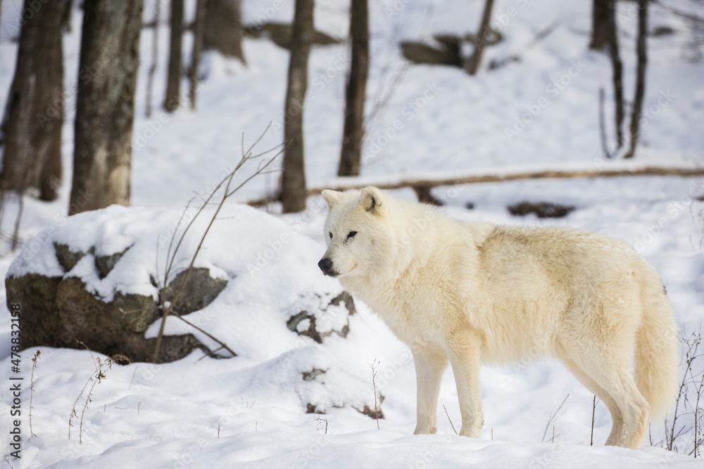 Obraz premium arctic wolf in winter