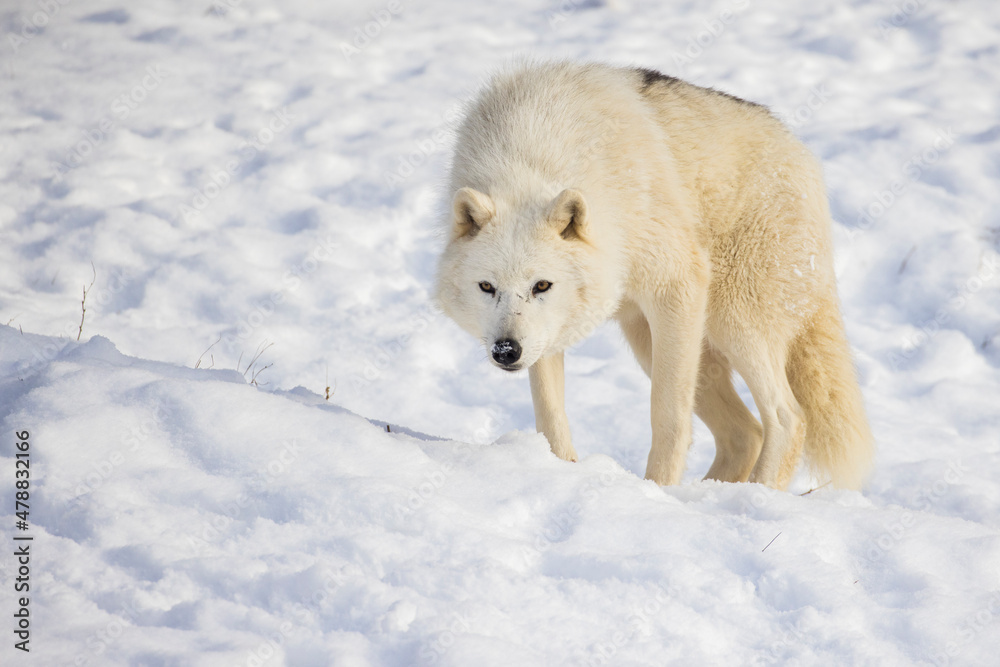 Obraz premium arctic wolf in winter