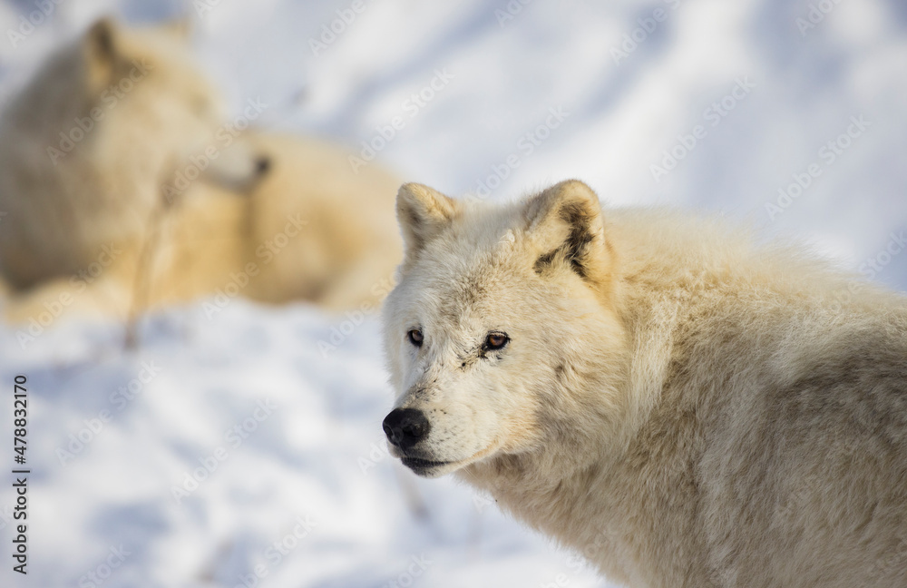 Obraz premium arctic wolf in winter