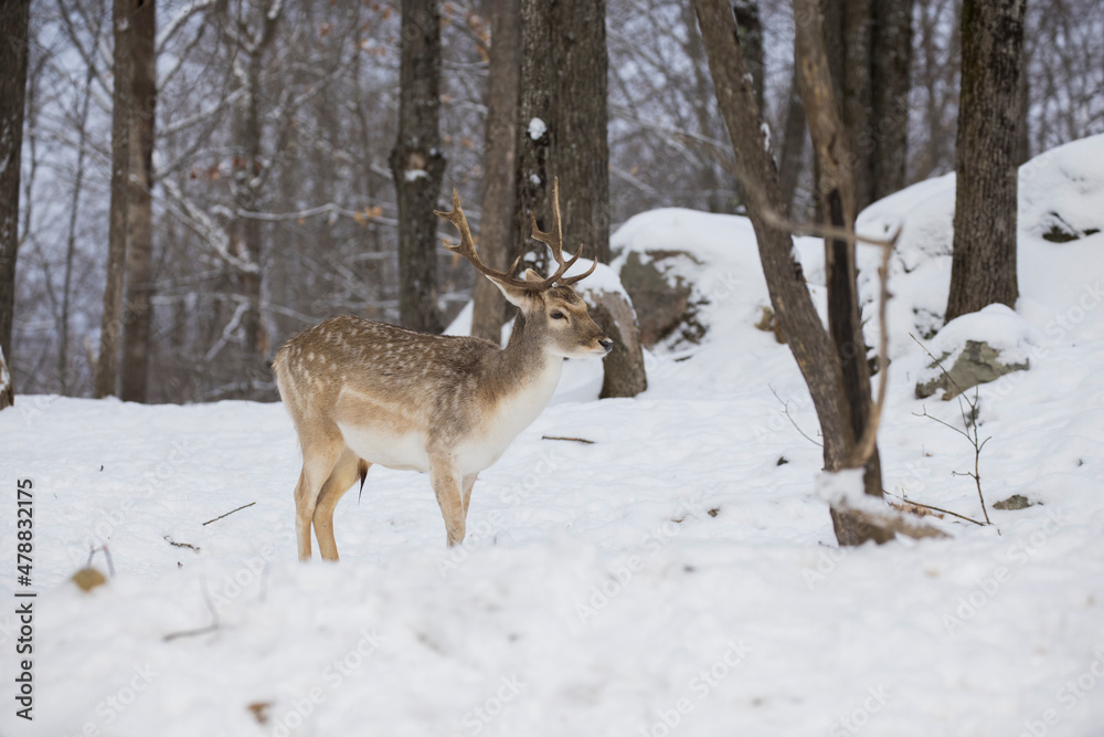 European fallow deer also known as the common fallow deer or  fallow deer (Dama dama)