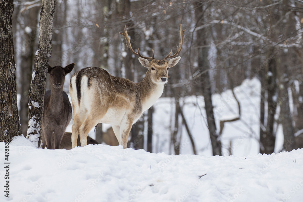 European fallow deer also known as the common fallow deer or fallow deer (Dama dama) European fallow deer also known as the common fallow deer or fallow deer (Dama dama)
